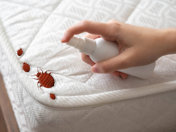 Best Bed Bug Extermination  in Ogden, NC