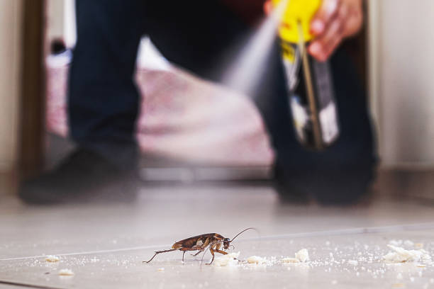 Insect Control in Ogden, NC
