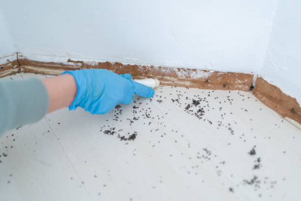 Best Wasp Removal Services  in Ogden, NC